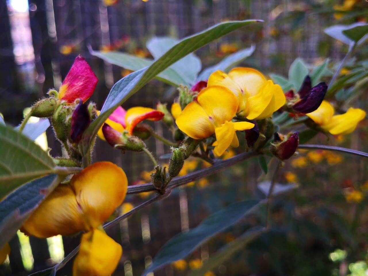 Photo Gallery Image of Pigeon Pea