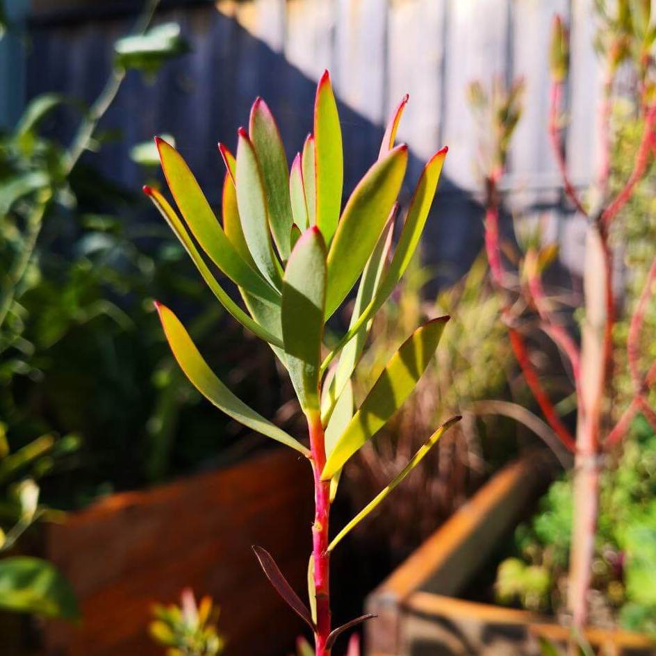 Feature image of Protea "Amy"