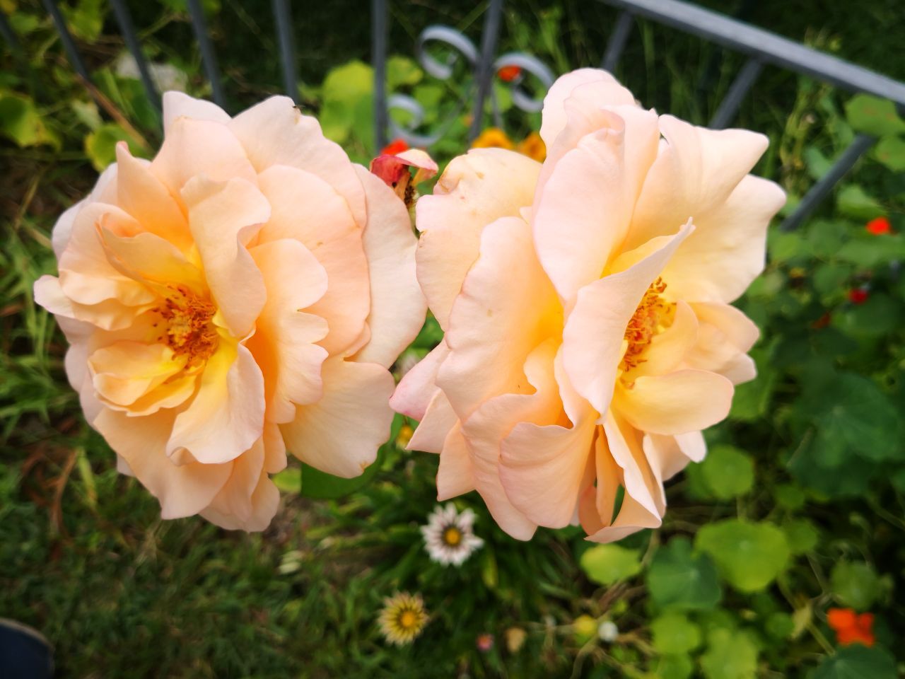 Photo Gallery Image of Rose (Apricot)