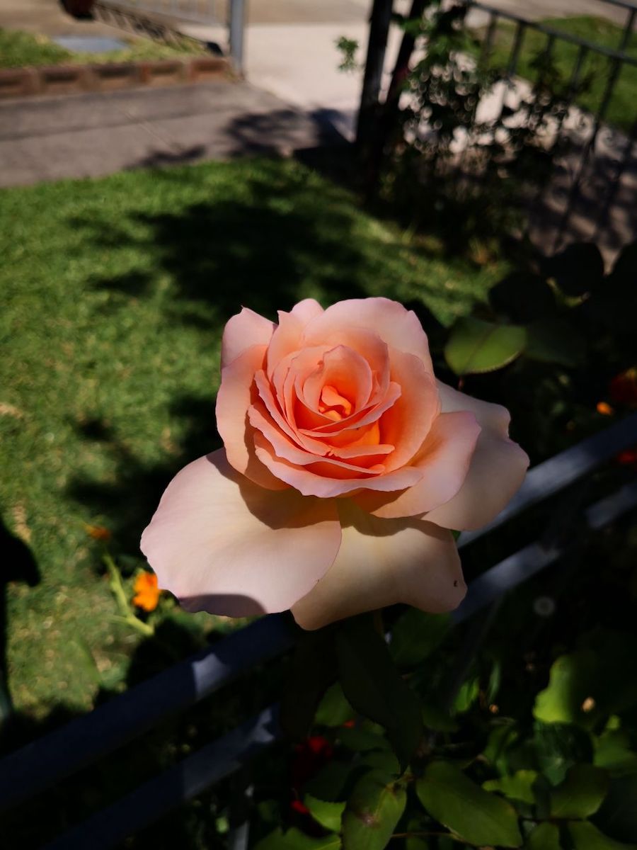 Photo Gallery Image of Rose (Apricot)