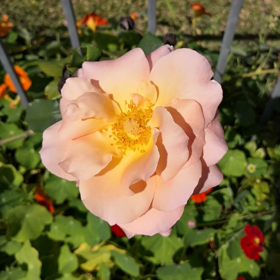 Rose (Apricot)
