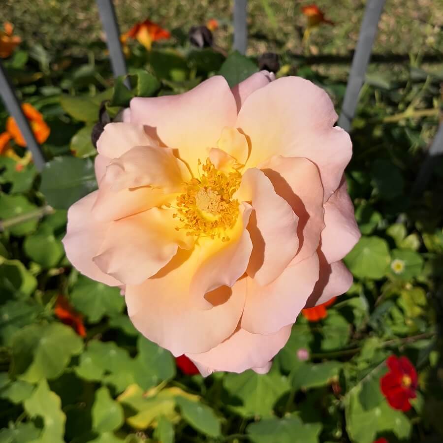 Feature image of Rose (Apricot)