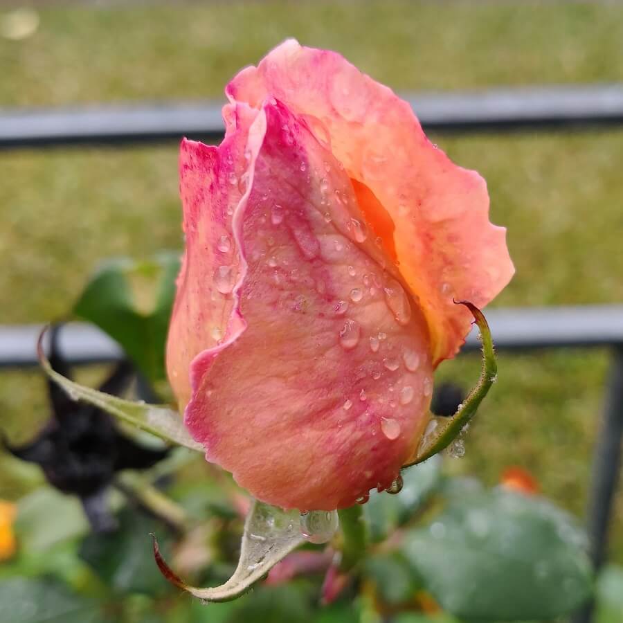 Feature image of Rose (Double Delight)