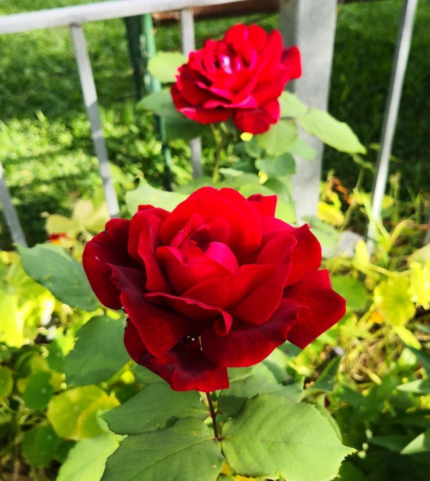 Photo Gallery Image of Rose (Papa Meilland)