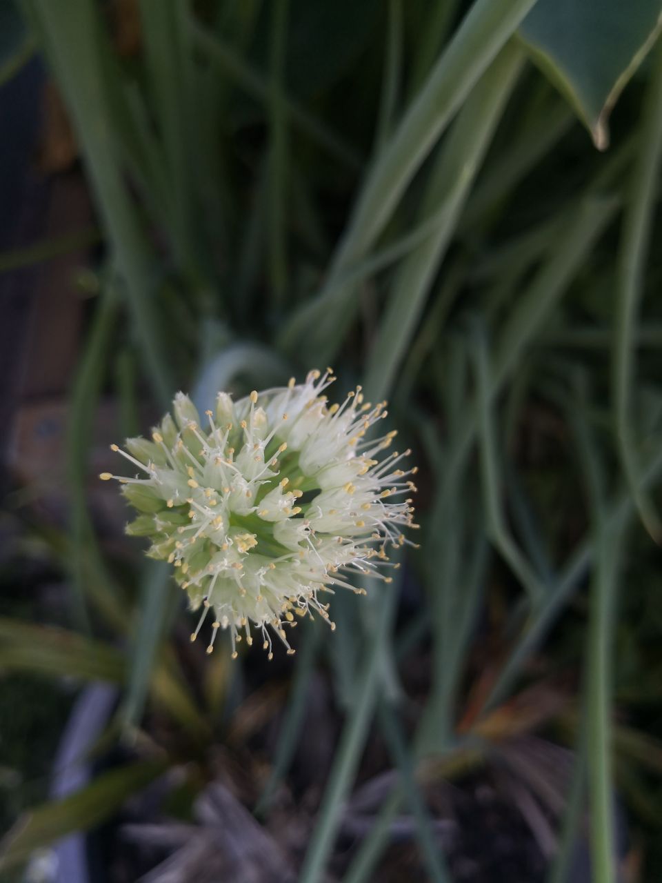 Photo Gallery Image of Spring Onion