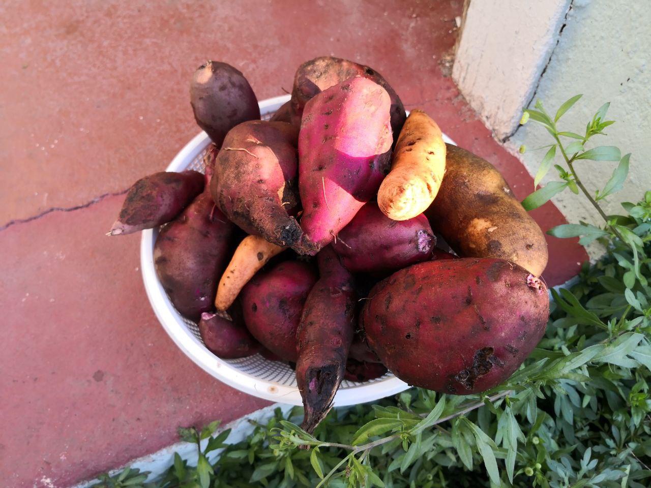 Plant, Produce, Food, Vegetable, Sweet Potato, Potato