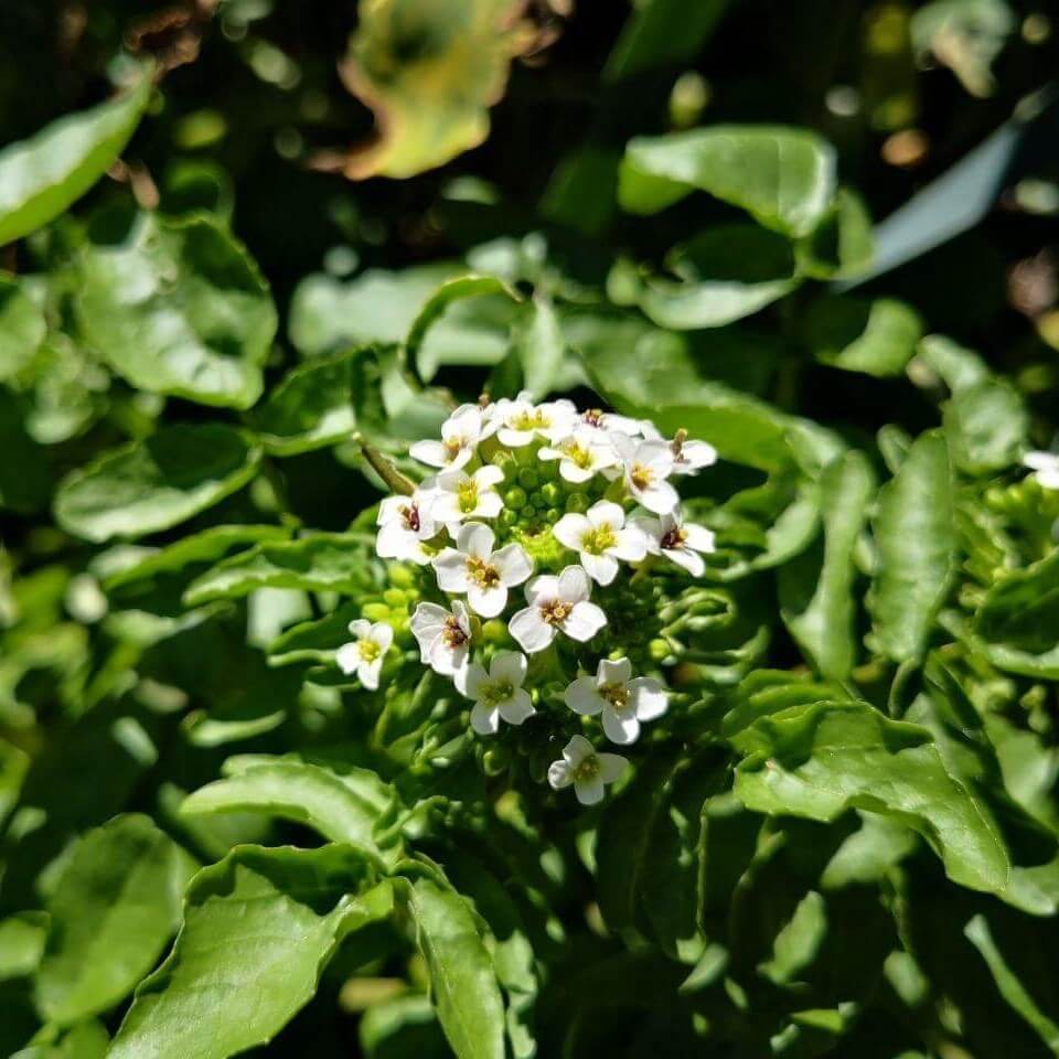 Feature image of Water Cress