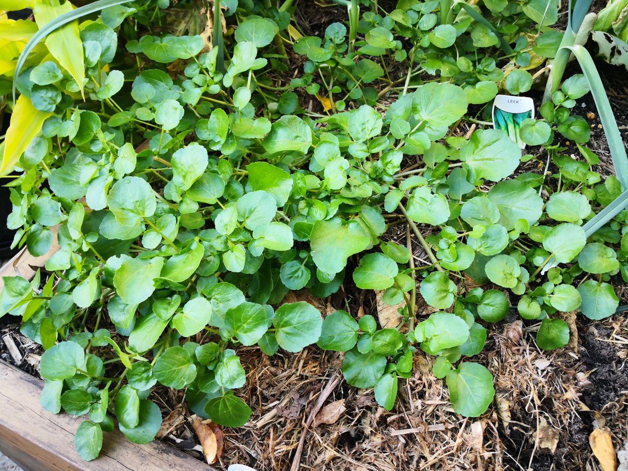 Photo Gallery Image of Water Cress