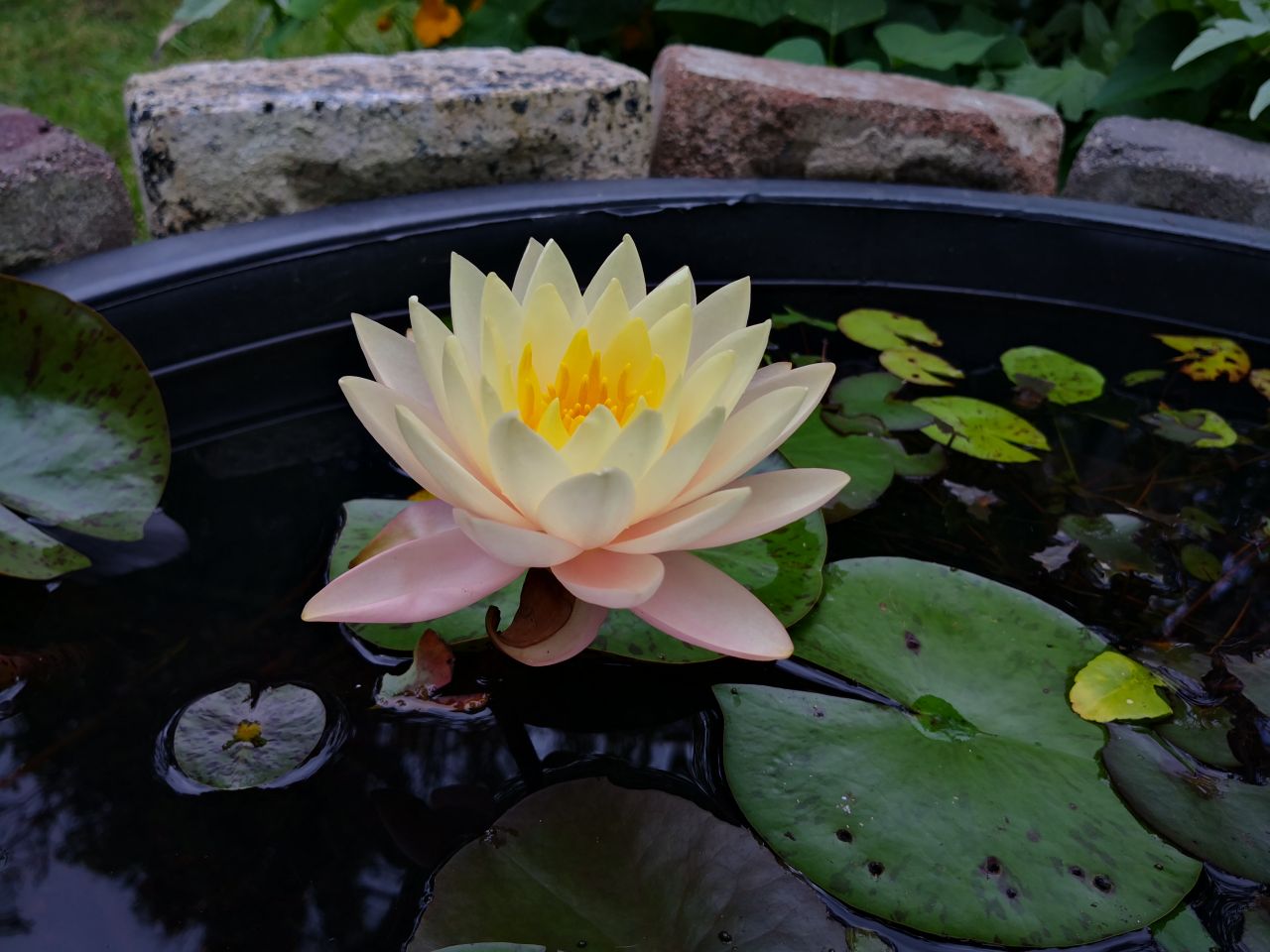 Photo Gallery Image of Water Lily