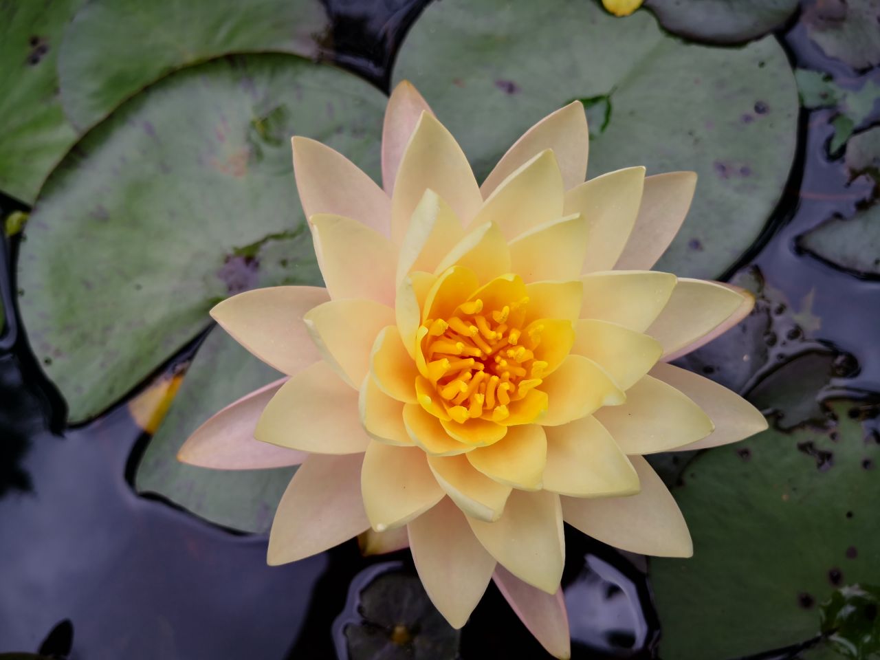 Photo Gallery Image of Water Lily