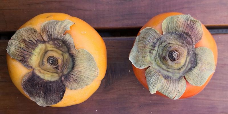 Two persimmons